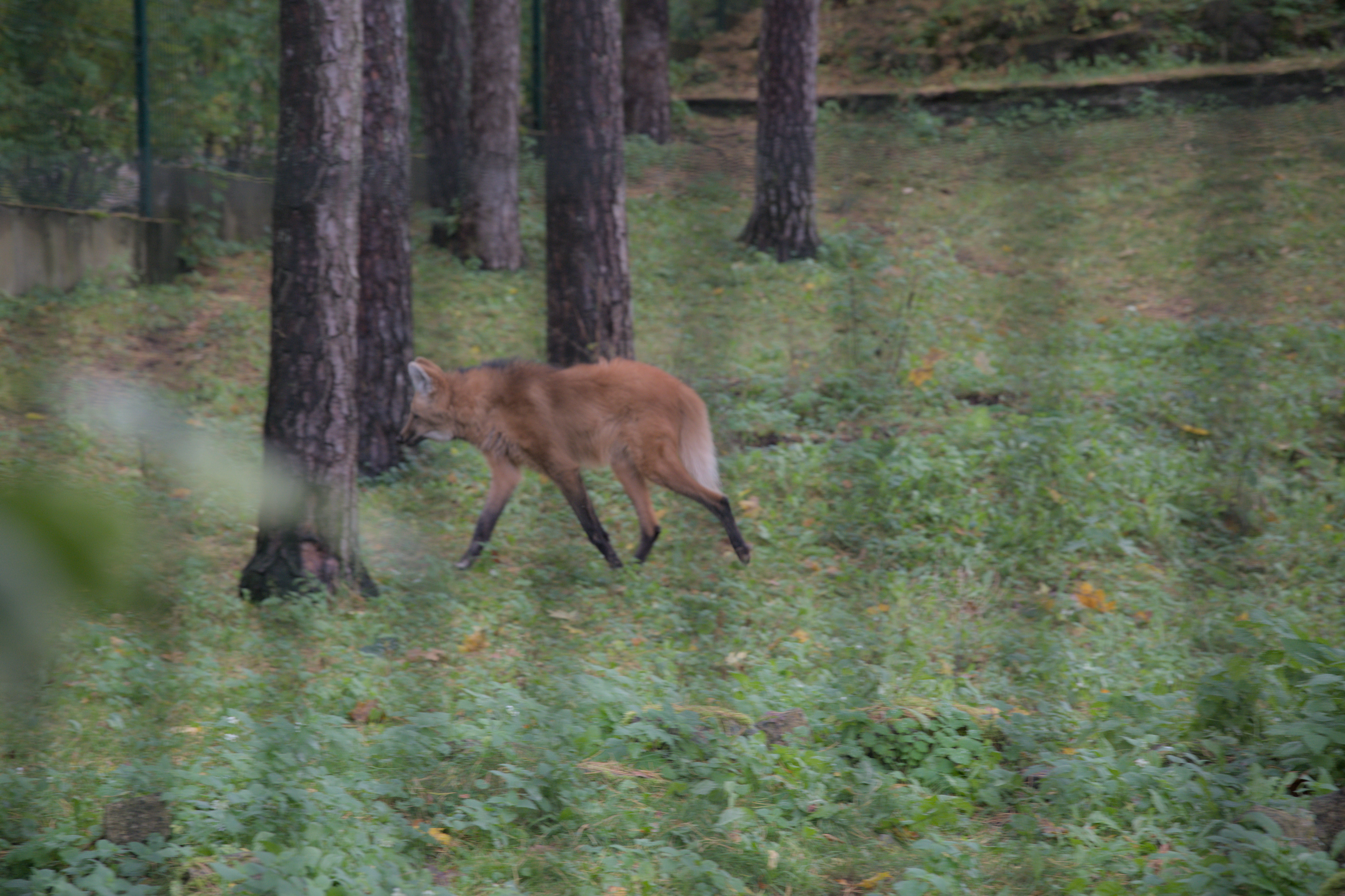 2025/10/12 - zoo/DSC_0055.jpg